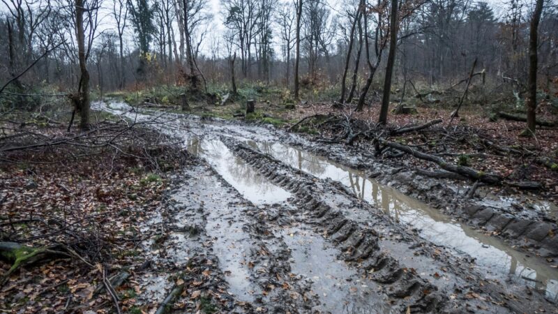 Sorge um den Bürgerbusch: Leverkusenerin initiiert eine Petition