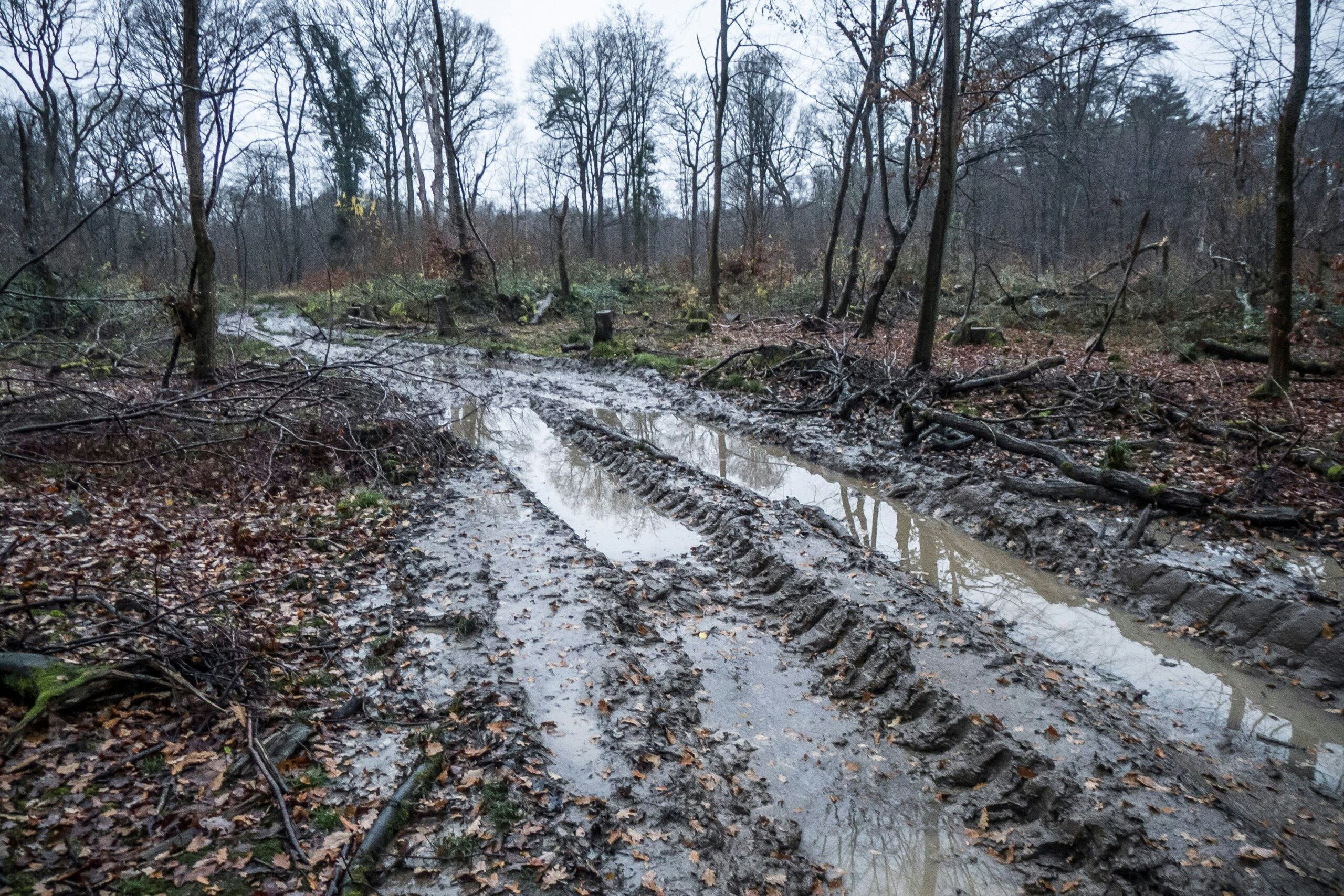 Sorge um den Bürgerbusch: Leverkusenerin initiiert eine Petition