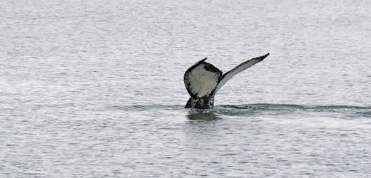 Ostsee: Tierschützer retten Buckelwal aus Fischernetz