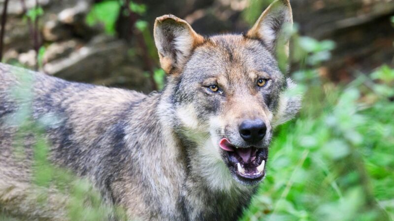 Nach Schafsriss im Dezember: Leichlinger Wolf zog über den Rhein nach Belgien weiter