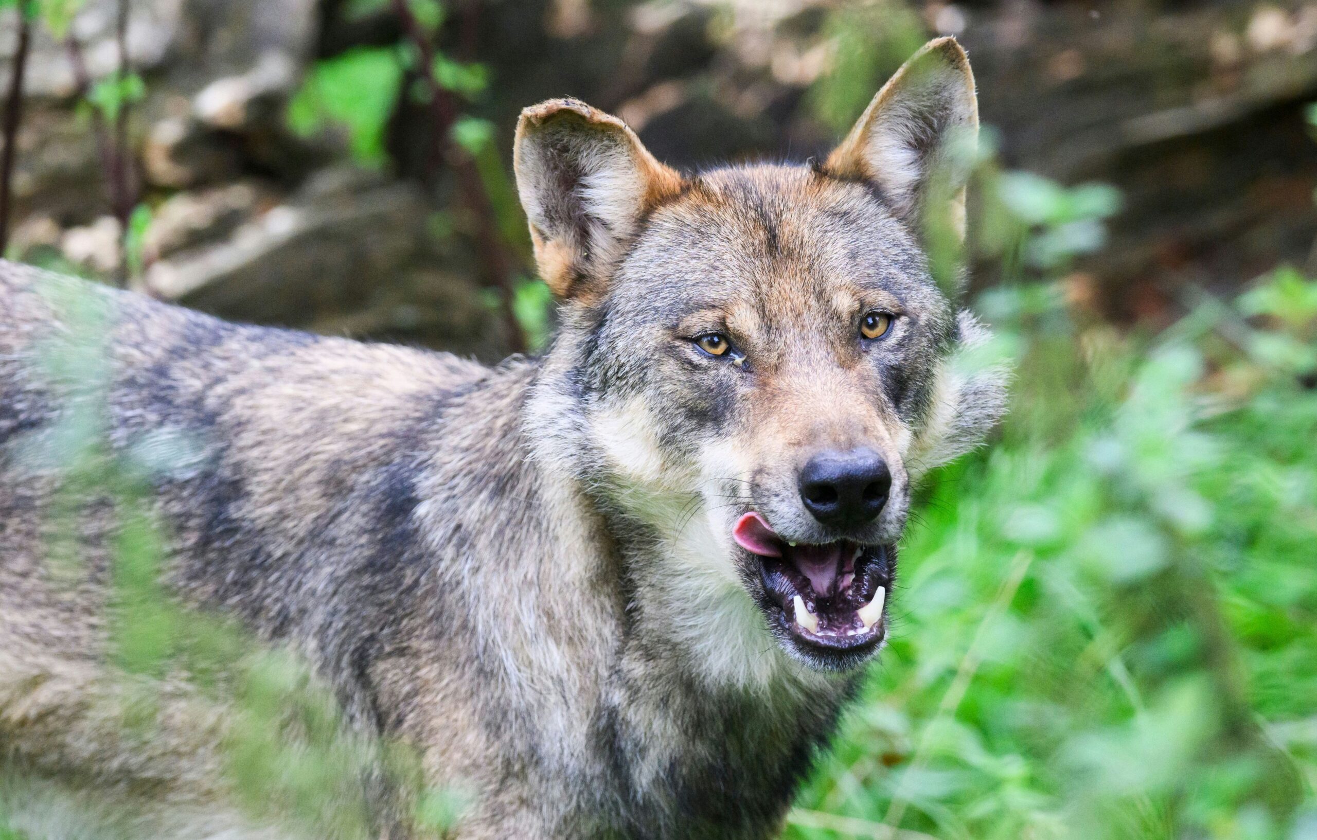 Nach Schafsriss im Dezember: Leichlinger Wolf zog über den Rhein nach Belgien weiter