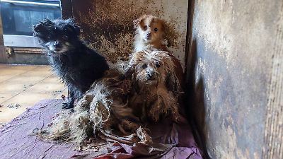 Schock nach Hunderettung in Bad Iburg: Weitere Tiere in Horror-Haus gefunden