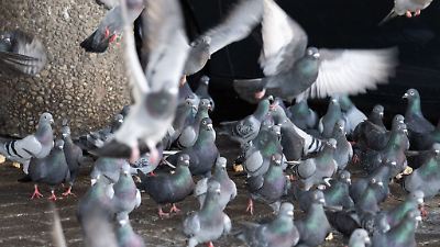 Stadt will 200 Tauben töten lassen – weil Tierschutz zu teuer wäre?