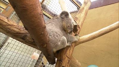 Duisburger Zoo feiert 17. Geburtstag von Koala-Opa