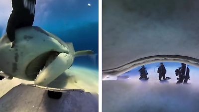 Kamera wird zum Leckerbissen! Selfie aus dem Raubfisch-Maul