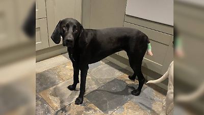 Schwanzamputation wegen Happy Tail Syndrome! Das traurige Schicksal von Hündin Gwen