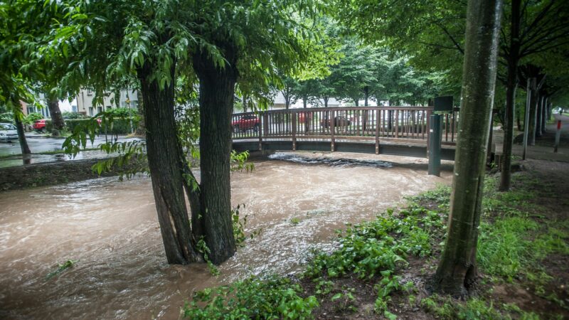 Naturschutzbeirat: Weshalb die gestandenen Leverkusener Ökos die Allee fällen wollen