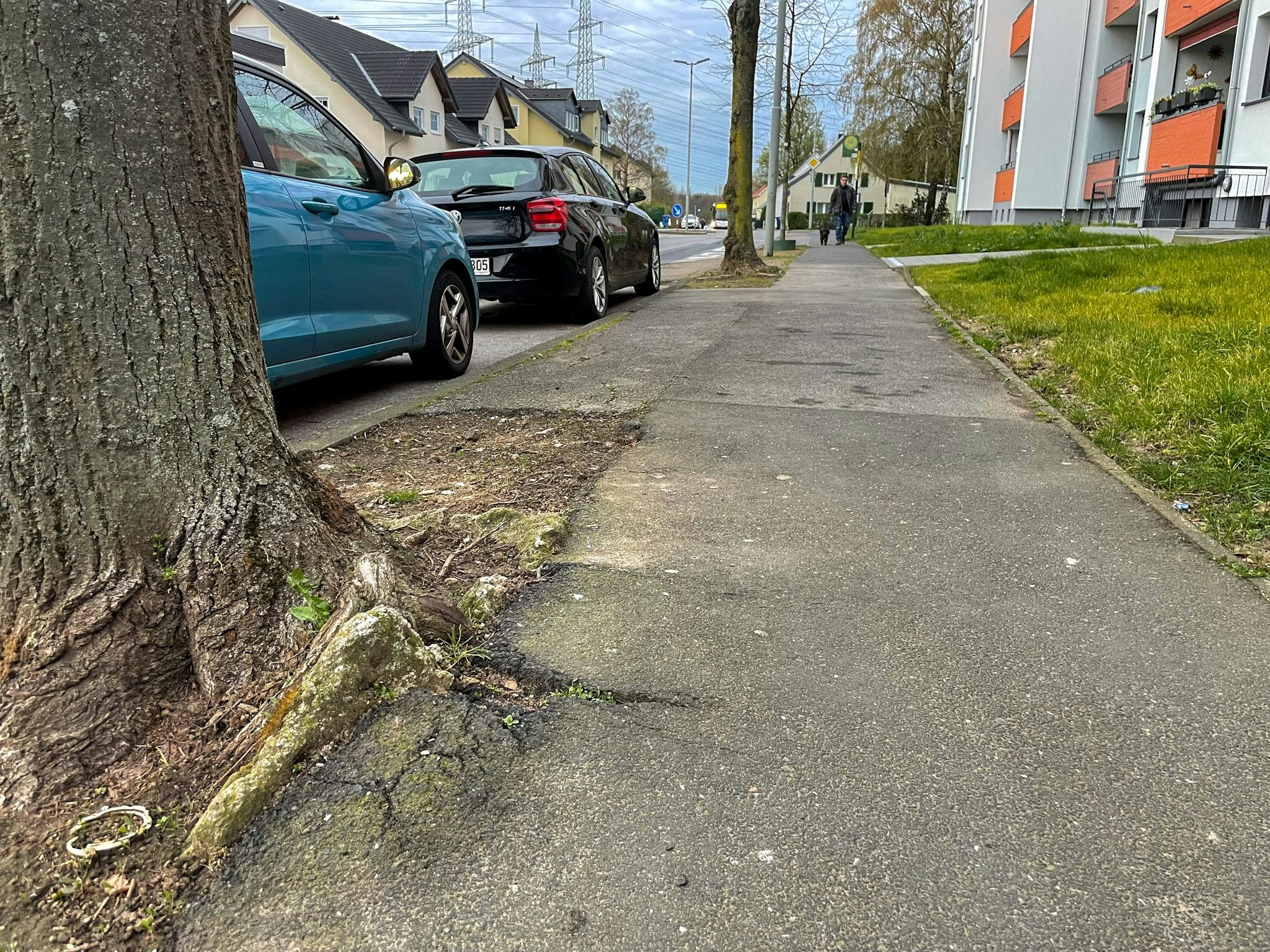 Baumpflege: Leverkusen macht sich auf die Suche nach Wurzeln in der Sandstraße