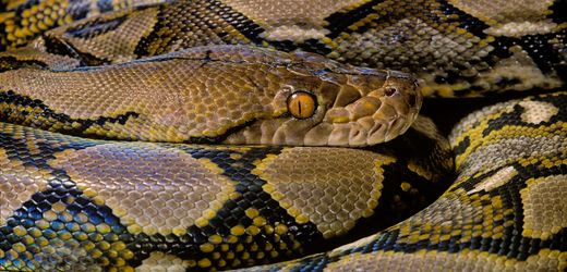 USA: Tankstellenräuber in Tennessee bedrohen Personal mit Pythons