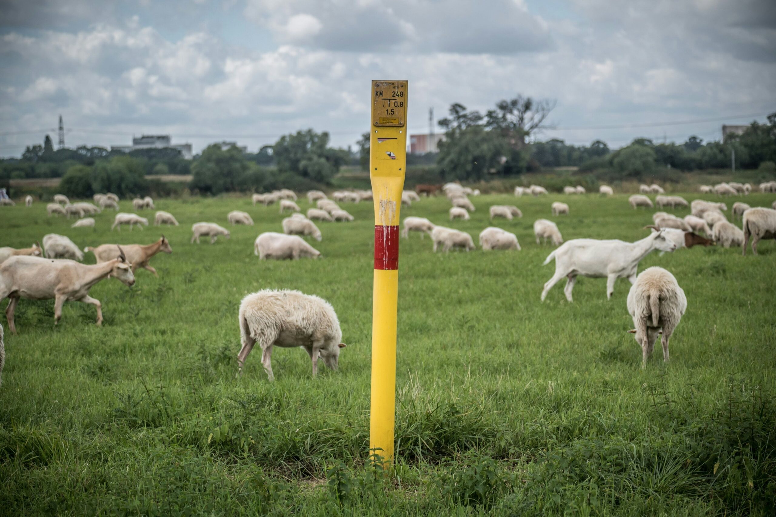 Blauzungenkrankheit: Leverkusener Halter sollen Tiere impfen