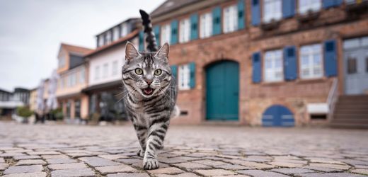 Köln: Entführter Kater dank TikTok wiedergefunden