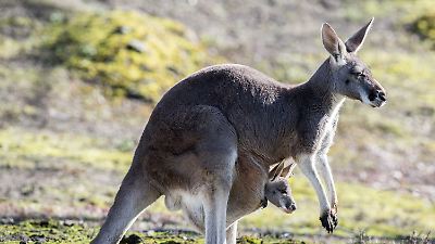 Berliner Zoo: Baby-Kängurus hopsen zum ersten Mal durchs Gehege