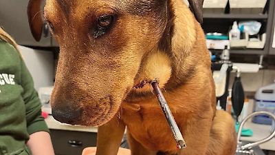 Missouri: Fremder schießt mit Pfeil und Bogen auf unschuldigen Streuner