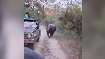 Indien: Aggro-Nashorn geht auf Touristen-Jagd – Rennen um Leben und Tod!
