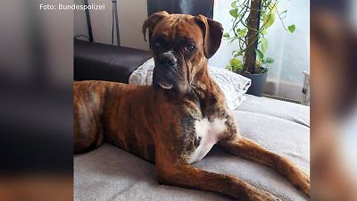 Nürnberg: Happy End im Nürnberger Hund-Drama – Boxer Sam ist wieder da! 
