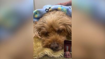 Australien: Bevor Hund Muffin für immer einschläft! Carly kann sich nur SO verabschieden