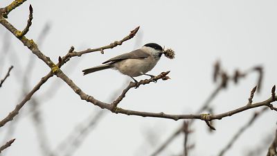 Wetter am Wochenende bringt Kälte und Schnee: Wann kommt der Frühling zurück?