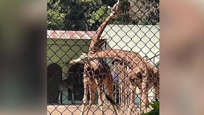 China: Die schlagen sich die Schädel ein! Wilder Giraffen-Kampf schockiert Zoo-Besucher