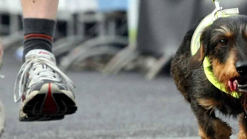 Läufer, Walker, Schüler, Herrchen, Frauchen, Hunde auf der Strecke: Sonntag läuft Leverkusen „Rund ums Bayer-Kreuz“