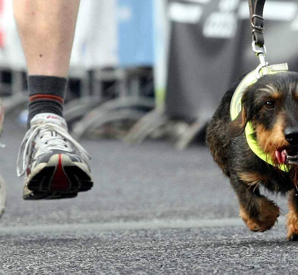 Läufer, Walker, Schüler, Herrchen, Frauchen, Hunde auf der Strecke: Sonntag läuft Leverkusen „Rund ums Bayer-Kreuz“