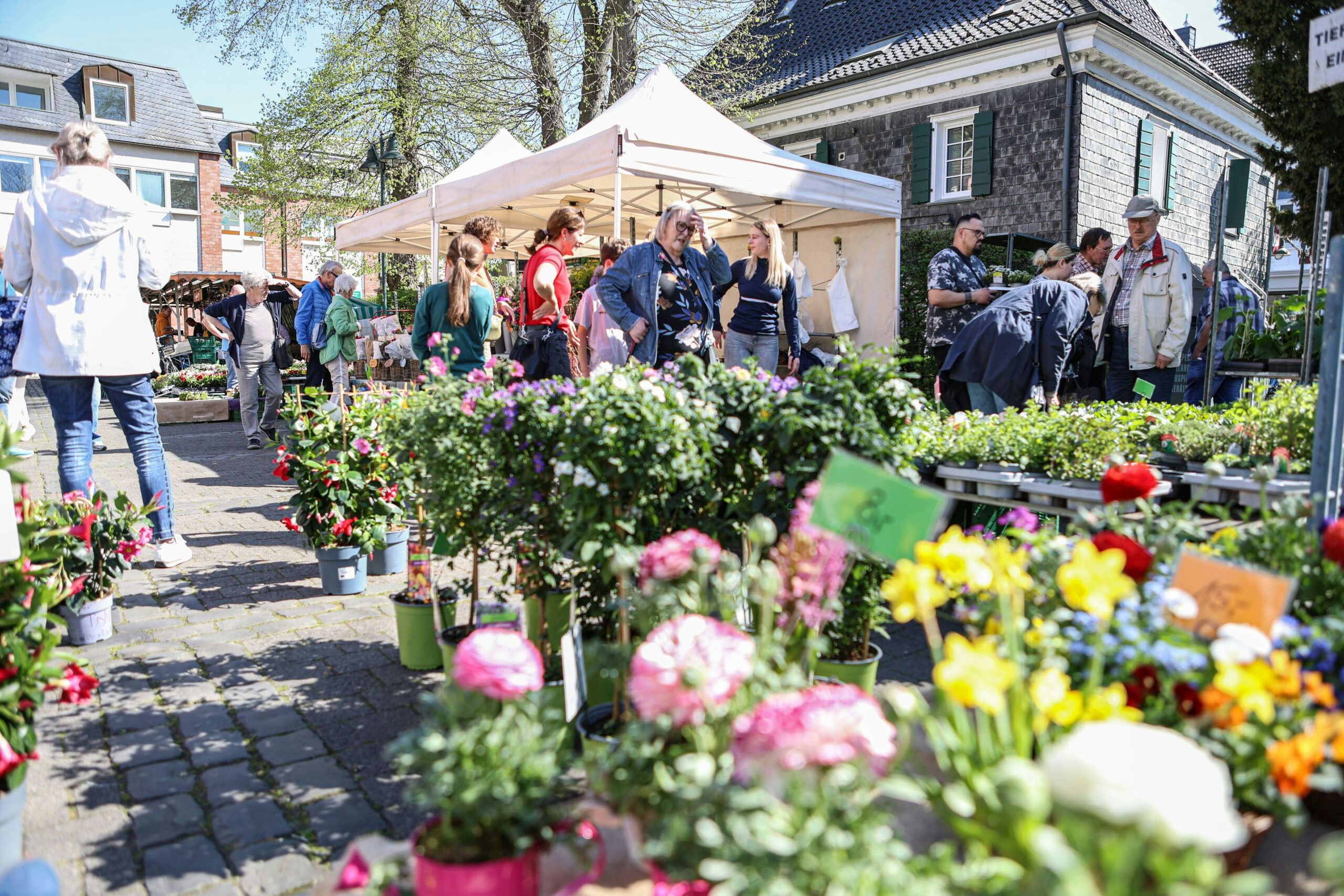 „Blühendes Schlebusch“: Farben, Düfte und Frühlingsfreude für alle Sinne in der Fußgängerzone