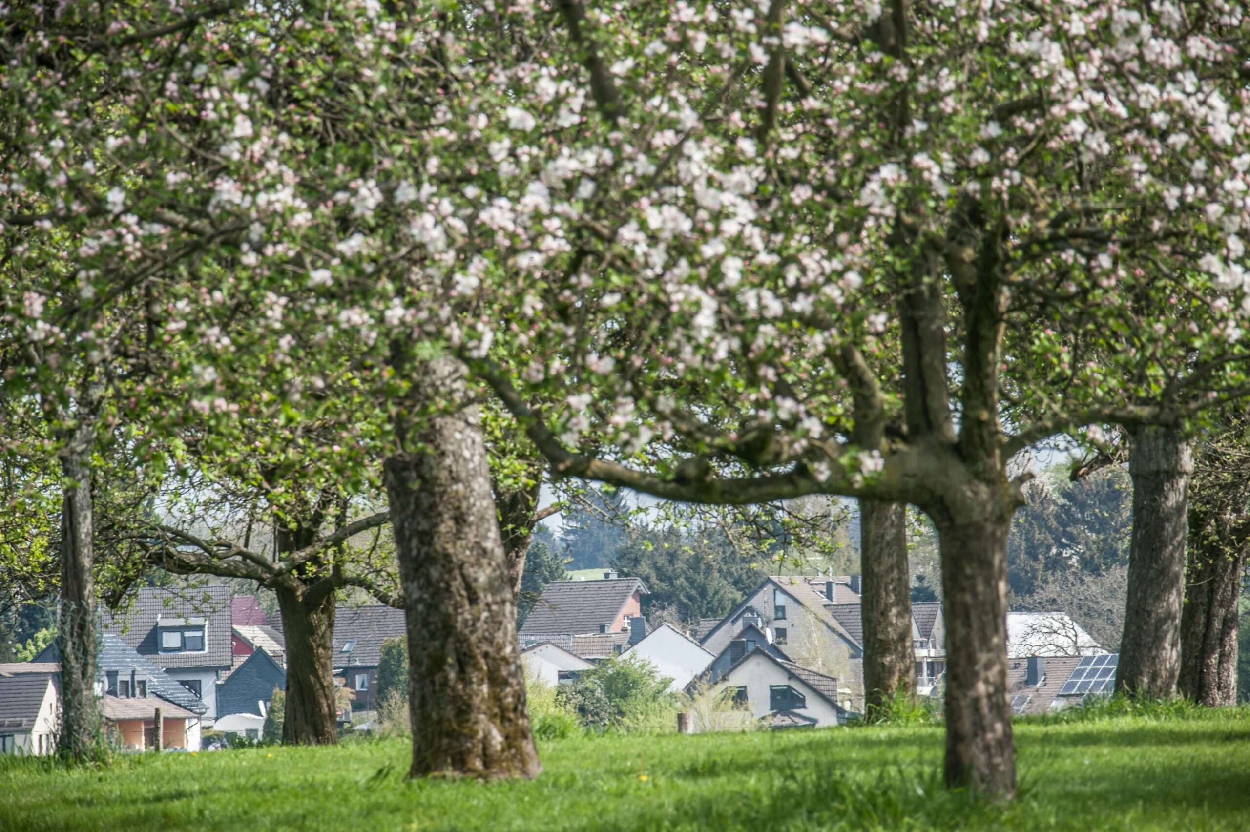 Für Naturfreunde: Leichlingen hat ab jetzt ein Blütenbarometer