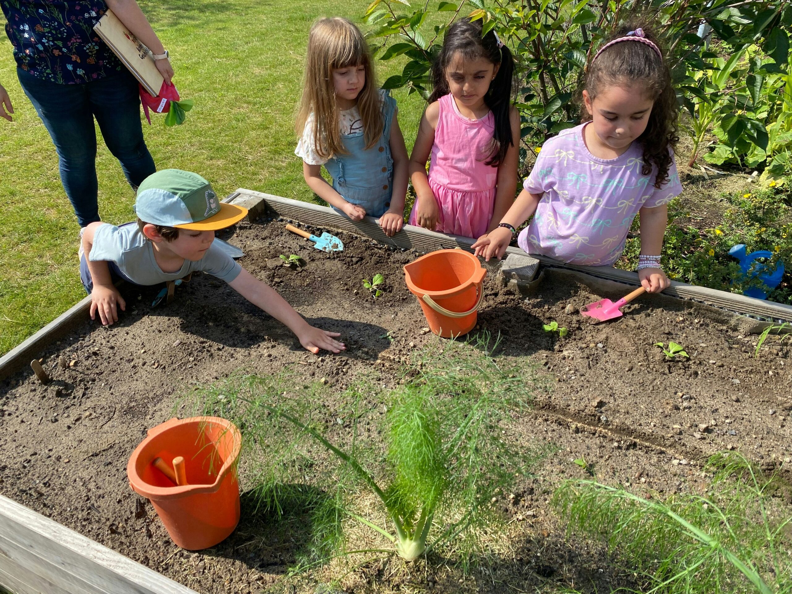 Projekt Acker-Racker: Leichlinger Kinder lernen, wie aus Samen eine Mahlzeit wird