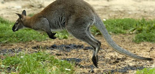 Solingen: Mann soll Kängurus in Tierpark geköpft haben