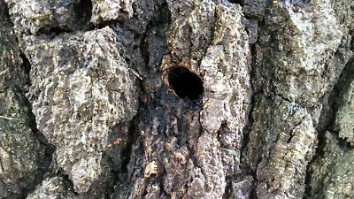 Bad Hersfeld (Hessen): Giftanschlag auf Bäume! Stadt sucht nach unbekannten Linden-Lynchern