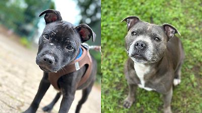 Nachts aus Tierheim in Hamburg gestohlen! Wo sind Hundemama Bella und ihr Welpe Theo?