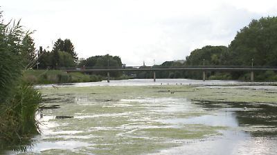 Im Werdersee in Bremen herrscht die grüne Wasserpest! Über die Herkunft gibt es eine unglaubliche Theorie