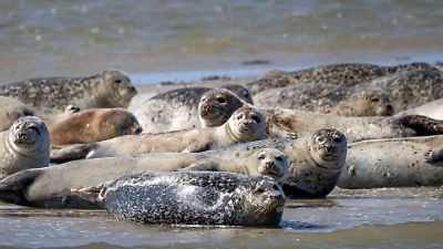 Wattenmeer auf Langeoog: Alles für das perfekte Foto! Mann (26) jagt und verschreckt ruhende Seehunde