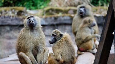 Tiergarten Nürnberg: Werden heute die Paviane erschossen?