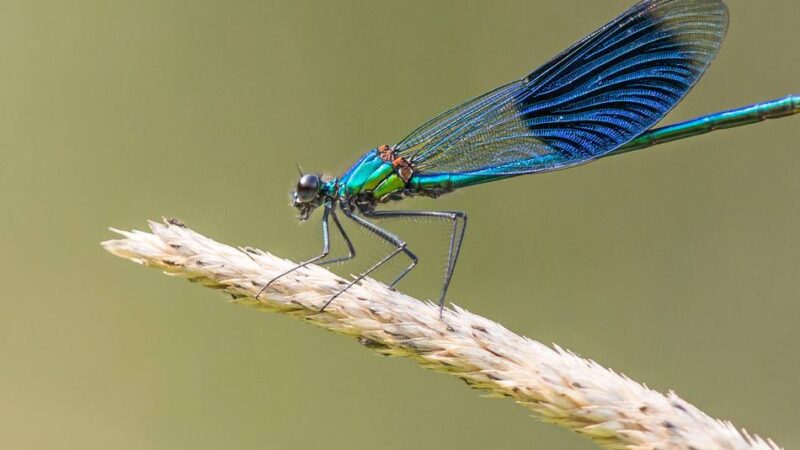 Wanderung für Familien in Leverkusen: Besuch bei den Flugakrobaten in Gronenborn