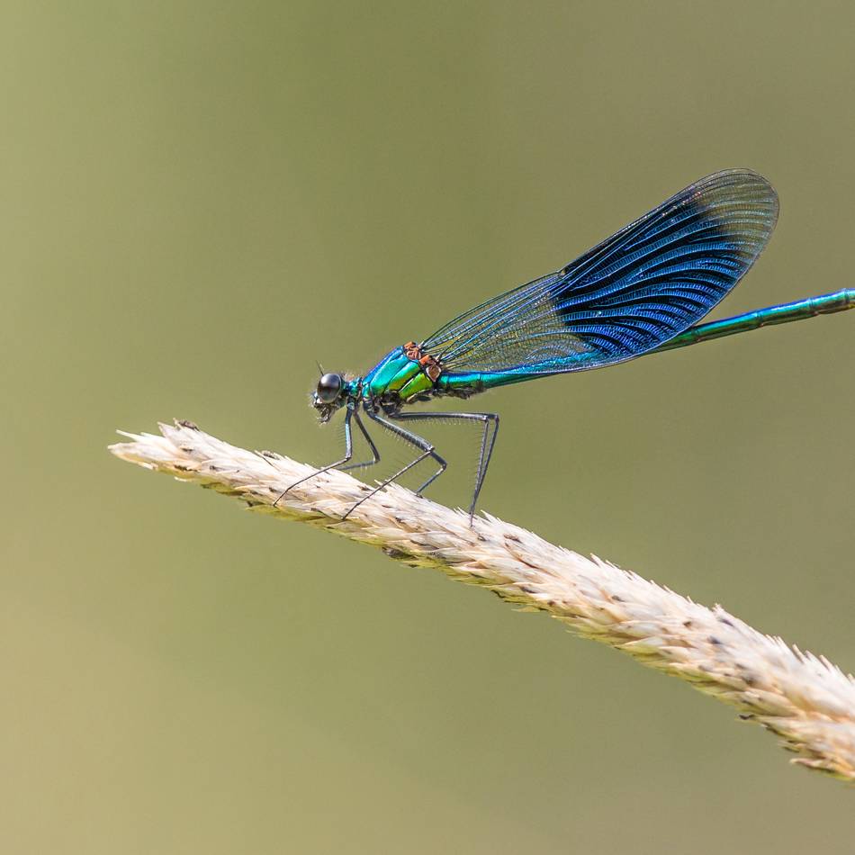 Wanderung für Familien in Leverkusen: Besuch bei den Flugakrobaten in Gronenborn