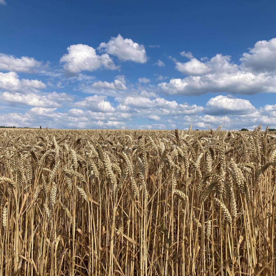 Düngeverordnung in roten Gebieten: Leverkusener Landwirte kämpfen mit Bürokratie