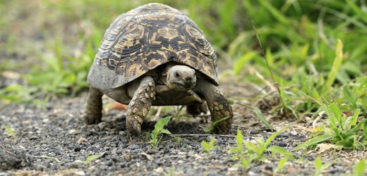 Konstanz: Paarungswillige Schildkröte nimmt Reißaus