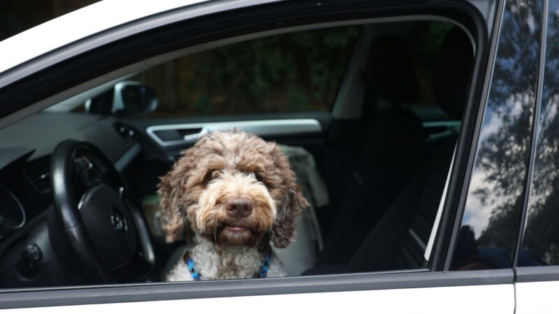 Gefahr im erhitzten Auto: Leichlinger Tierärztin gibt Tipps, wie man seinen Hund vor Hitze schützt