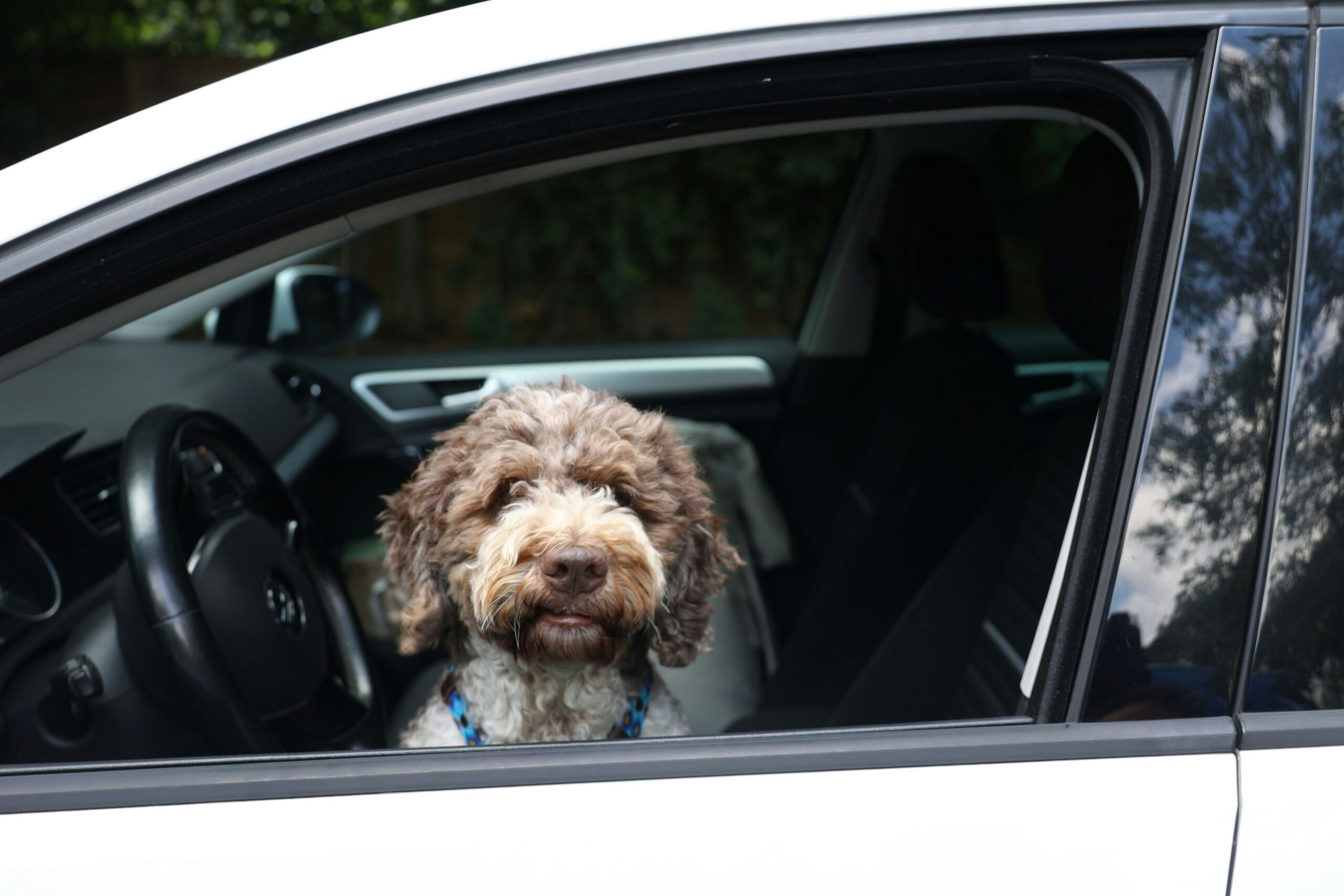 Gefahr im erhitzten Auto: Leichlinger Tierärztin gibt Tipps, wie man seinen Hund vor Hitze schützt