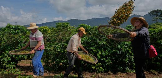 Donald Trump vs. Brasilien: »Zölle würden Kaffeepreise explodieren lassen«