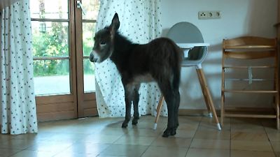 Schon zehntausende Follower: Baby-Esel Ignaz erobert die Herzen im Sturm