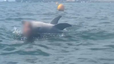 England.: Delfin drückt Schwimmerin immer wieder unter Wasser