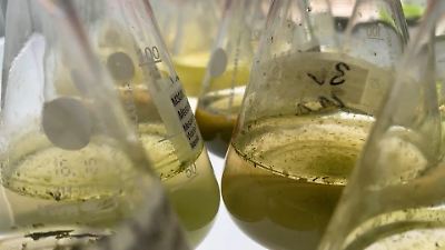 Algensammlung im Keller der Uni Duisburg-Essen – Vielfalt zur Forschung 