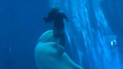 China: Beluga schnappt nach Mitarbeitern – vor den Augen der Besucher