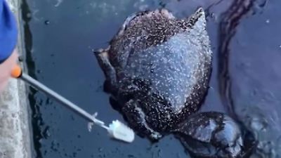 Südkorea: Fischerin macht seeltenen Ekel-Fang mit Meeresschnecke und zieht XXL-Ungetüm aus dem Meer