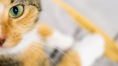 Cloppenburg: Tierquäler reißen Katzen ihren Schwanz ab