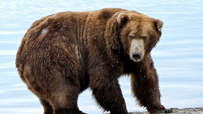 Braunbär schleppt Wanderer in Japan in den Wald – Polizei findet nur noch seine Kleidung und seine Brieftasche