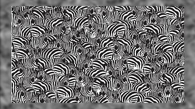Suchbild des Tages: Wie schnell findet ihr zwischen all den Zebras ein Klavier?