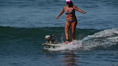 Mexiko: Hündin Chia surft – früher wurde sie misshandelt und heute bringt sie Kindern Wellenreiten bei