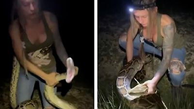USA: Python-Wrestling in Florida! Taylor jagt 60 Schlangen im Sumpf – mit bloßen Händen